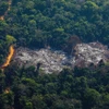 Khoảng rừng Amazon bị chặt phá tại Altamira, bang Para, Brazil, ngày 28/8/2019. (Ảnh minh họa: AFP/ TTXVN)