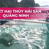 Tổn thất nặng nề của ngành nuôi trồng thủy sản Quảng Ninh sau bão Yagi