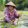Hình ảnh mưu sinh độc đáo của người dân ĐBSCL mùa nước nổi