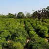 Bảo tồn, phát triển nguồn gene cây dược liệu quý ở Ninh Thuận