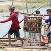 Người nuôi cá tra ở Đồng Tháp đối diện nhiều khó khăn dù giá bán tăng
