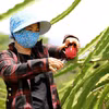 Tiền Giang xây dựng chuỗi liên kết-tiêu thụ thanh long xuất khẩu