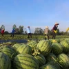 Thu hoạch dưa hấu. (Nguồn: TTXVN)