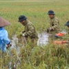 Cán bộ, chiến sĩ CSCĐ giúp dân thu hoạch diện tích lúa bị ngập nước do ảnh hưởng của cơn bão số 3 tại xã Mỹ Lương, huyện Chương Mỹ. (Ảnh: TTXVN)