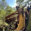 Cây tuyết tùng 3.000 năm tuổi bị gãy đổ do bão Shanshan. (Nguồn: Kyodo)