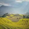 Ruộng bậc thang Hà Giang dưới nắng chiều. (Ảnh: Mai Mai/Vietnam+)