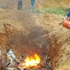 Tiêu hủy cá tầm nhập lậu. (Ảnh: Hương Thu/TTXVN)