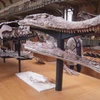 Mô hình bộ xương của loài cá sấu cổ đại Sarcosuchus tại Bảo tàng Tự nhiên Quốc gia ở Paris, Pháp. (Nguồn: Wikimedia Commons)