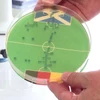 Kết quả dự đoán bằng vi khuẩn E.coli cho thấy đội tuyển Đức giành thắng lợi trong trận mở màn EURO 2024 với Scotland. (Nguồn: Mạng xã hội X)
