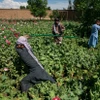 Lực lượng an ninh của Taliban phá hủy cánh đồng trồng thuốc phiện ở Parwan. (Nguồn: The Washington Post)