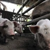 Lợn được nuôi tại một trang trại ở thị trấn Pandi, phía bắc Manila, Philippines. (Ảnh: AFP/ TTXVN)