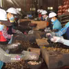 Tổng kim ngạch xuất khẩu nông lâm thủy sản quý I đạt 15,72 tỷ USD. (Ảnh minh họa. Nguồn: TTXVN)
