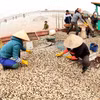 Người dân thu hoạch ngao. Ảnh minh họa. (Nguồn: TTXVN)