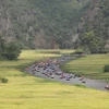Khu du lịch Tam Cốc-Bích Động, xã Ninh Hải, huyện Hoa Lư, tỉnh Ninh Bình mùa lễ hội. (Ảnh: Minh Đức/TTXVN)