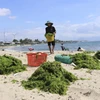 Ngư dân vận chuyển rong xanh lên phơi trên bãi cát. (Ảnh: Nguyễn Thành/TTXVN)