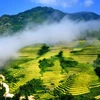[Photo] Ngất ngây với vẻ đẹp Sapa khi vào mùa lúa chín