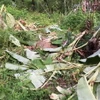 Dấu vết đàn voi rừng xuất hiện tại xã biên giới Ia Mơr, huyện Chư Prông (tỉnh Gia Lai). (Ảnh: TTXVN phát)