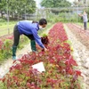 Nông dân hợp tác xã rau hữu cơ Thanh Xuân ở xã Thanh Xuân, huyện Sóc Sơn, Hà Nội thu hoạch sản phẩm để cung cấp cho thị trường Hà Nội. (Ảnh: Vũ Sinh/TTXVN)