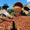 Thu hoạch càphê ở vùng trồng tại thành phố Buôn Ma Thuột (tỉnh Đắk Lắk). (Ảnh: Vũ Sinh/TTXVN)