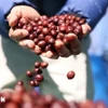 Càphê Arabica. (Ảnh: Tuấn Anh/TTXVN)