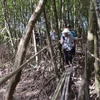 Du khách tham quan Khu sinh thái Cầu tre xuyên rừng ở huyện Cù Lao Dung. (Ảnh Tuấn Phi/TTXVN)