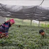 Người dân chăm sóc cây dược liệu trên vùng núi cao. (Ảnh: CTV/Vietnam+)