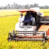 Đến nay, diện tích lúa cả năm ước đạt 7,12 triệu ha đã tăng 10,1 nghìn ha so với năm 2022. (Ảnh: Vietnam+)