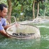 Anh Nguyễn Chí Tâm kiểm tra trọng lượng cá chạch lấu được nuôi trong bể lót bạt. (Ảnh: Nhựt An/TTXVN)