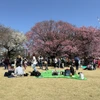 Du khách đến chiêm ngưỡng hoa anh đào tại Công viên Quốc gia Shinjuku Gyoen ở Thủ đô Tokyo (Nhật Bản). (Ảnh: Phạm Tuân/TTXVN)