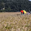 Du khách tham quan Vịnh Suncheon (Hàn Quốc). (Nguồn: THX/TTXVN)