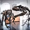 Hóa thạch xương khủng long Camptosaurus (trái) được trưng bày tại nhà đấu giá Artcurial ở Paris (Pháp), ngày 13/11/2018. (Ảnh: AFP/TTXVN)