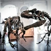 Hóa thạch xương khủng long Camptosaurus (trái) được trưng bày tại nhà đấu giá Artcurial ở Paris (Pháp), ngày 13/11/2018. (Ảnh: AFP/TTXVN)