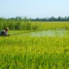 Nông dân Đồng Tháp chăm sóc lúa. (Ảnh: Nhựt An/TTXVN)