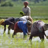 Nông dân trồng lúa trên cánh đồng ở Nagaon, bang Assam (Ấn Độ). (Ảnh: THX/TTXVN)