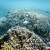 San hô bị tẩy trắng quanh đảo Lizard trên Rạn san hô Great Barrier (Australia), ngày 5/4/2024. (Ảnh: AFP/TTXVN)