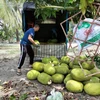 Nông dân phấn khởi vì giá mít Thái tăng mạnh sau Tết Nguyên đán. (Ảnh: TTXVN phát)
