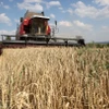 FAO: Chỉ số giá lương thực thế giới giảm nhẹ trong tháng Tám