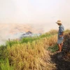 Người dân tại huyện Bến Cầu đốt rơm sau vụ thu hoạch. (Ảnh: Giang Phương/TTXVN)