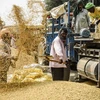 Nông dân tách vỏ trấu khỏi hạt gạo ở Amritsar (Ấn Độ). (Ảnh: AFP/TTXVN)