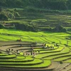 Ruộng bậc thang Sa Pa mùa nước đổ đẹp như tranh thủy mặc. (Ảnh: Quốc Khánh/TTXVN)