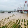Cánh đồng làng đào hiện vẫn đang chìm trong biển nước dù mực nước đang hạ dần. (Ảnh: Hoàng Hiếu/TTXVN)