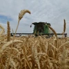 Nông dân thu hoạch lúa mỳ trên cánh đồng ở vùng Stavropol (Nga). (Ảnh: AFP/TTXVN)