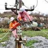Nhân viên EVN đẩy nhanh việc khôi phục điện cho khách hàng bị ảnh hưởng bởi cơn bão số 3. (Ảnh: EVN)