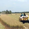 Nông dân xã Thanh Mỹ (Châu Thành, Trà Vinh) thu hoạch lúa vụ Đông Xuân 2023-2024 (ảnh: Thanh Hòa - TTXVN)