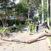 Lực lượng chức năng kiểm tra nhánh cây gãy ở Công viên Tao Đàn. (Ảnh: Tiến Lực/TTXVN)
