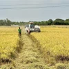 Nông dân An Giang thu hoạch lúa. (Ảnh: Thanh Sang/TTXVN)