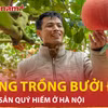 Ghé thăm ngôi làng trồng bưởi đỏ 'độc nhất vô nhị' ở Hà Nội