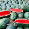 Tất cả vùng trồng và cơ sở đóng gói dưa hấu xuất khẩu sang Trung Quốc phải đăng ký và được cả Bộ Nông nghiệp và Phát triển Nông thôn và Tổng Cục Hải quan Trung Quốc phê duyệt. (Ảnh: PV/Vietnam+)