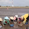 Thu hoạch nghêu tại bãi biển Tân Thành, huyện Gò Công Đông, tỉnh Tiền Giang. (Ảnh: Hữu Chí/TTXVN)