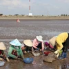 Thu hoạch nghêu tại bãi biển Tân Thành, huyện Gò Công Đông, tỉnh Tiền Giang. (Ảnh: Hữu Chí/TTXVN)
